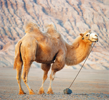 Silk-Road Camel