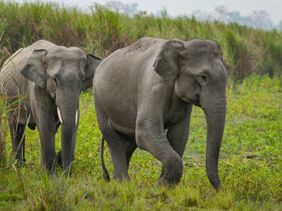 Silk Roads Animals
