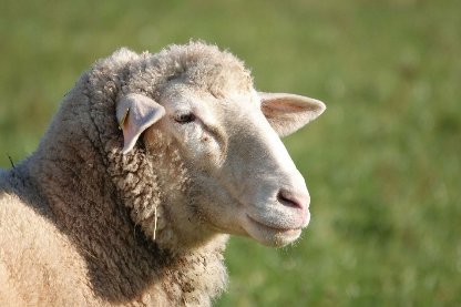 Sheep on Roads of Silk