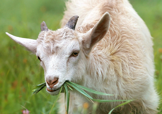 Silk Roads Animal: Goat